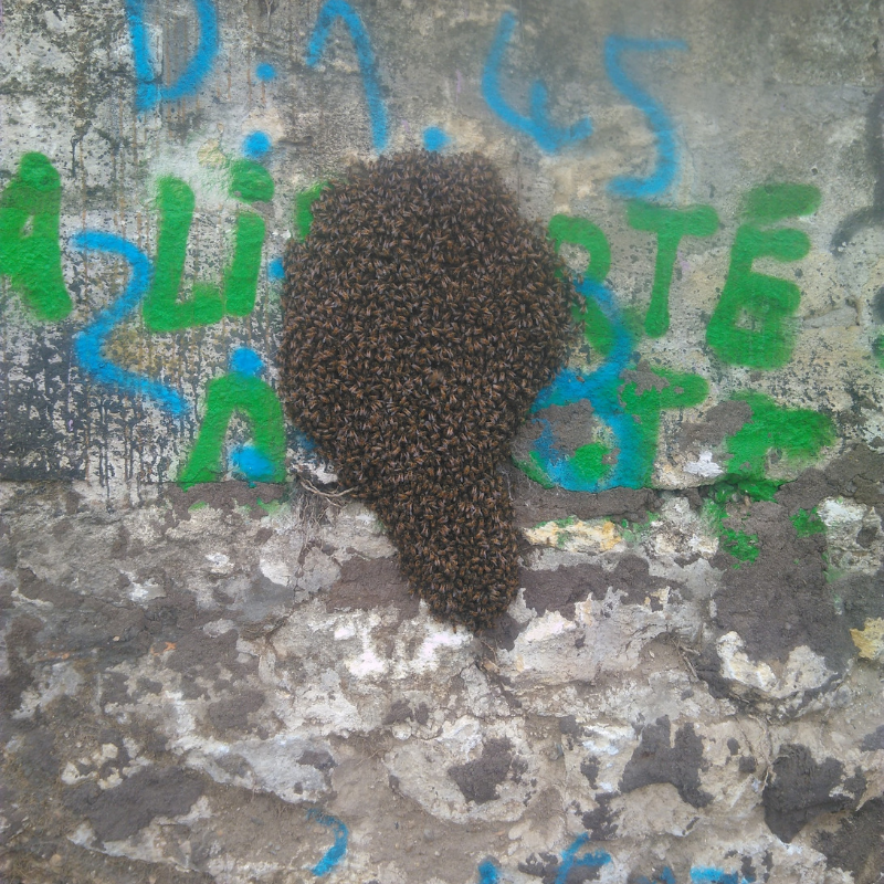 Un essaim d’abeilles sauvé à Bastide Niel