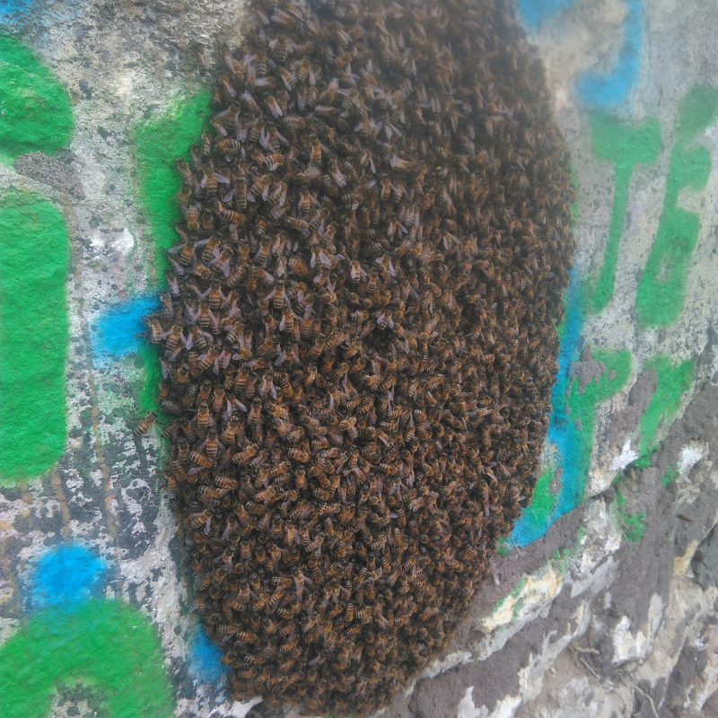 Un essaim d’abeilles sauvé à Bastide Niel