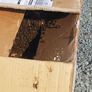 Un essaim d’abeilles sauvé à Bastide Niel