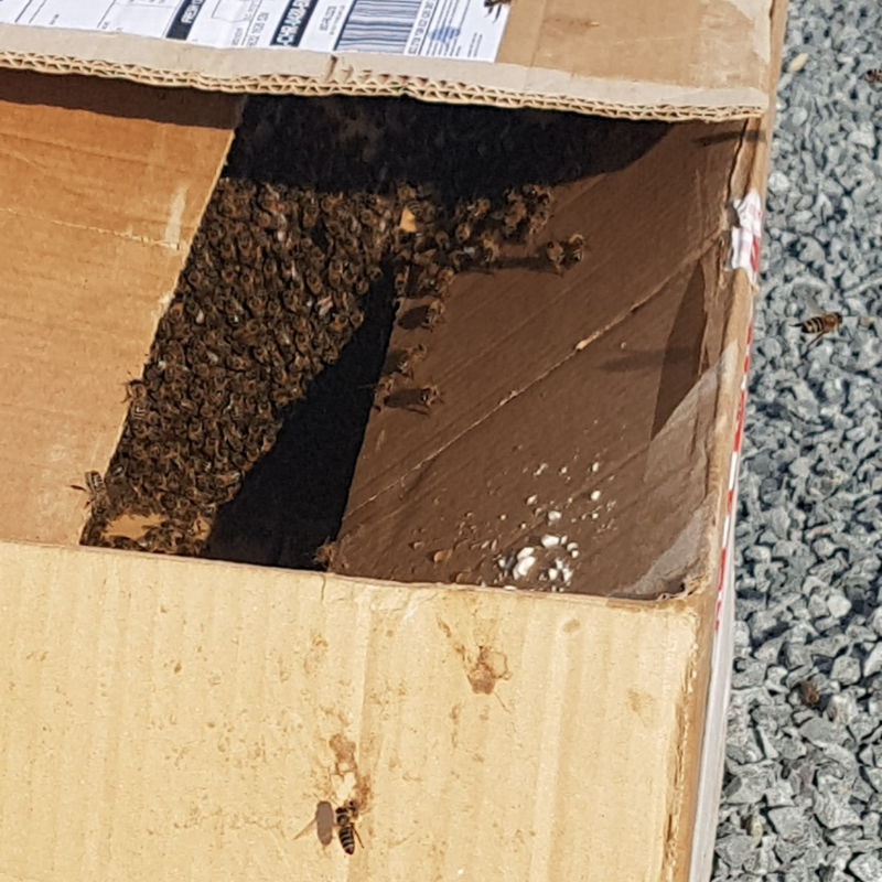 Un essaim d’abeilles sauvé à Bastide Niel