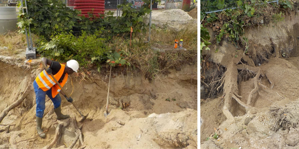 Bastide Niel : le chantier de canalisations préserve les arbres patrimoniaux