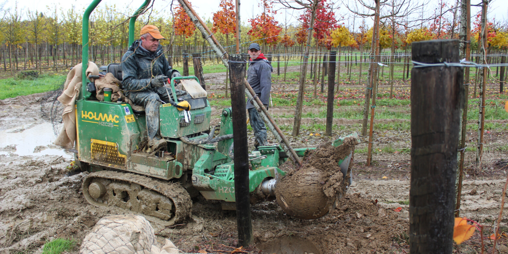 Bastide Niel : les premiers arbres proviennent des Pépinières Charentaises