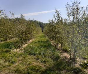 Arbres Bastide Niel