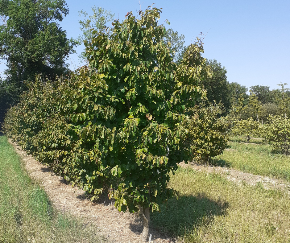 Arbres Bastide Niel