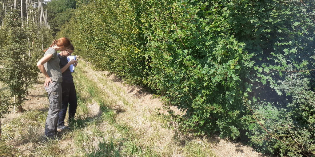 Bastide Niel accueillera 150 arbres cet hiver