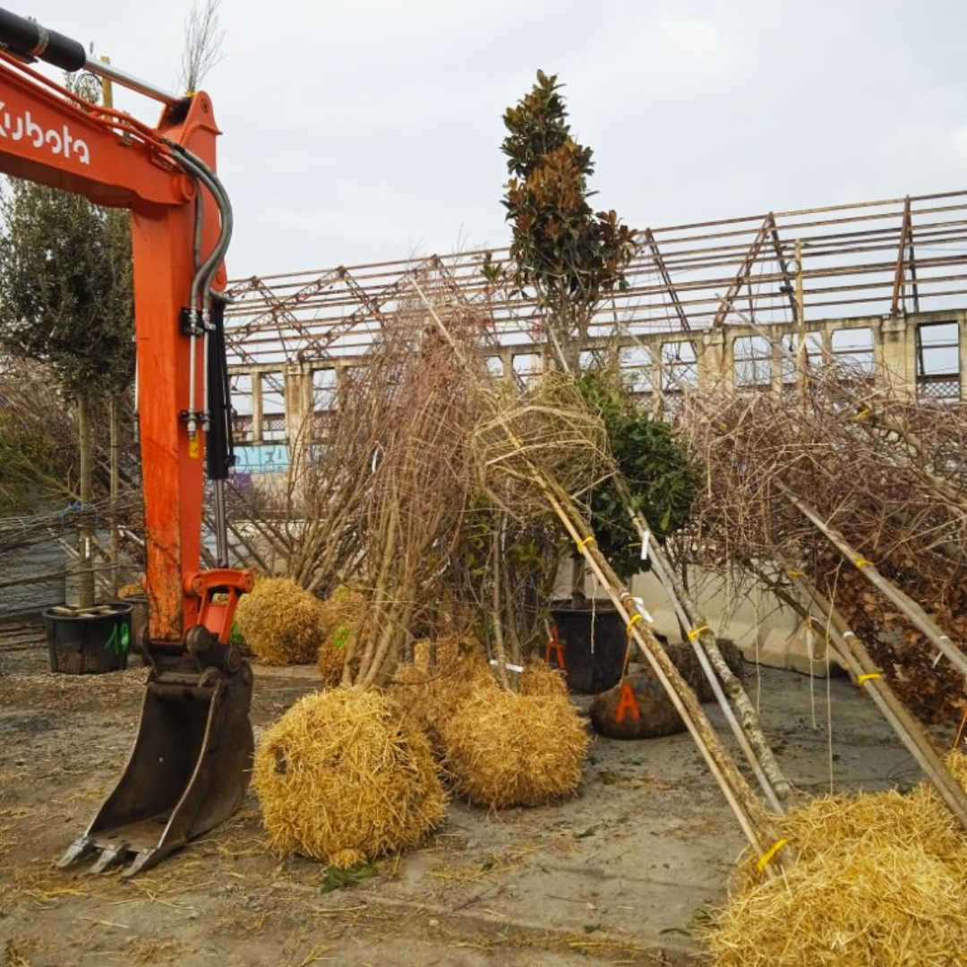 bastide niel plantation arbres 2023