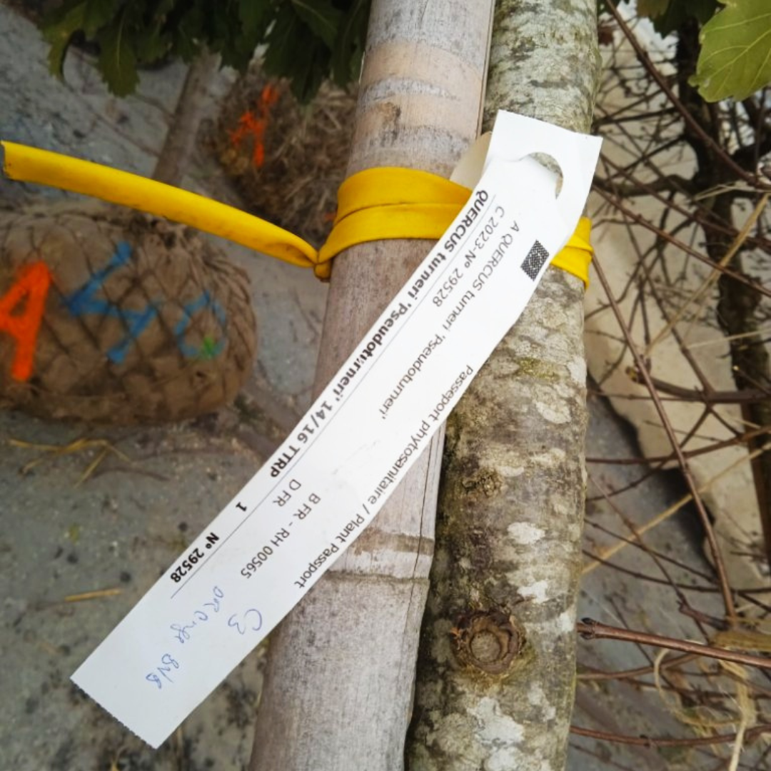 bastide niel plantation arbres 2023