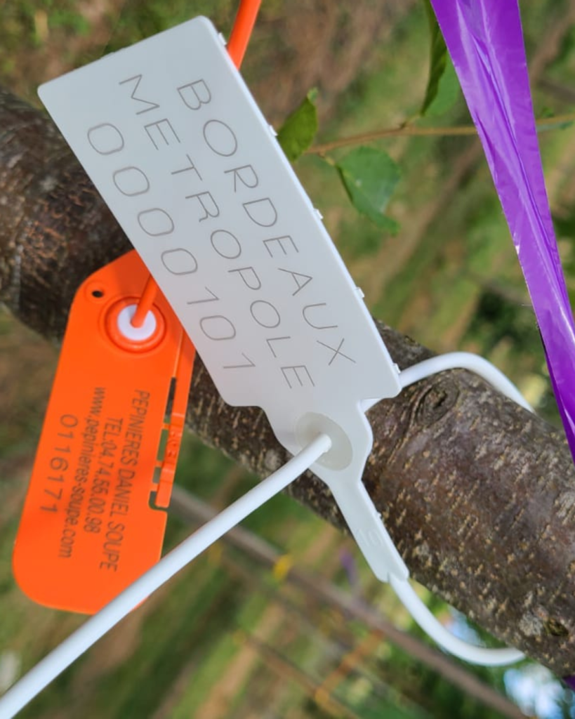 Bastide Niel : 180 nouveaux arbres prévus pour l’hiver 2025