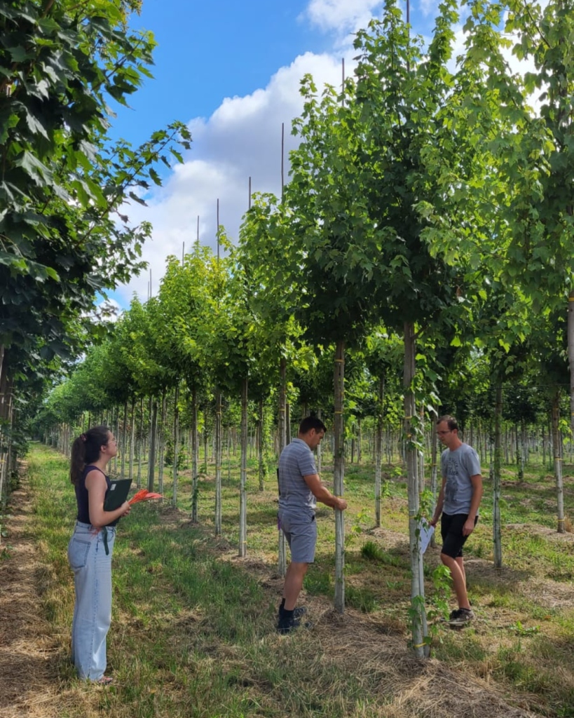 Bastide Niel : 180 nouveaux arbres prévus pour l’hiver 2025