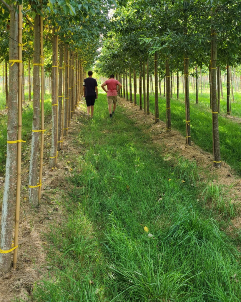 Bastide Niel : 180 nouveaux arbres prévus pour l’hiver 2025