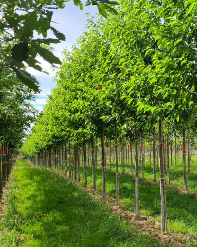 Bastide Niel : 180 nouveaux arbres prévus pour l’hiver 2025